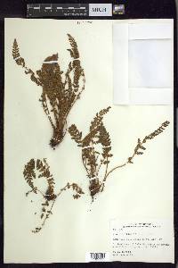 Woodsia ilvensis image