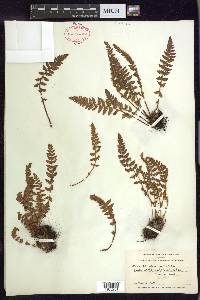 Woodsia ilvensis image