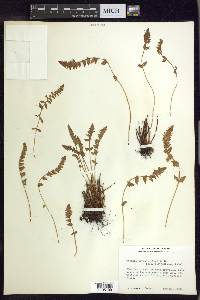 Woodsia ilvensis image