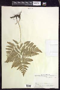 Pteridium aquilinum subsp. latiusculum image