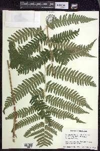 Dryopteris goldieana image