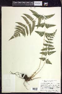 Dryopteris × boottii image