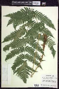 Dryopteris goldieana image