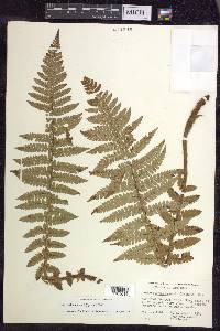 Polystichum braunii image