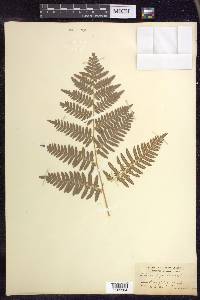 Pteridium aquilinum subsp. latiusculum image