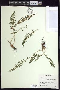 Woodsia ilvensis image