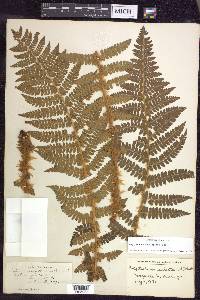 Polystichum braunii image