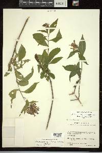 Chileranthemum lottiae image