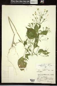 Dicliptera thlaspioides image