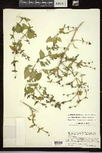 Carlowrightia glandulosa image