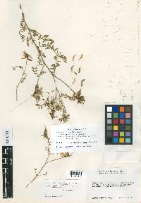 Astragalus ervoides image