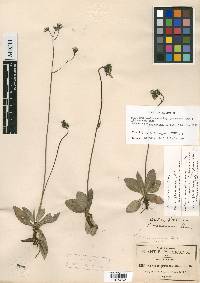 Hieracium mexicanum image