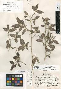 Argythamnia lundellii image