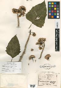 Eupatorium crassirameum image