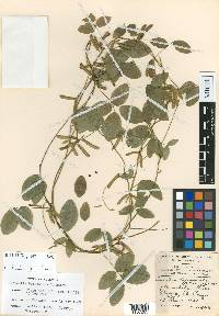 Calopogonium galactioides image