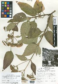 Stevia polycephala var. oaxacensis image