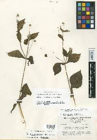 Sigesbeckia andersoniae image