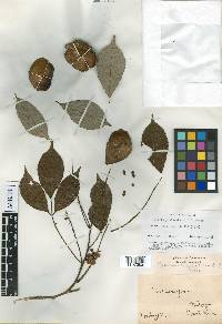 Lonchocarpus peninsularis image