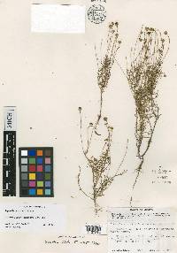 Thymophylla mutica image