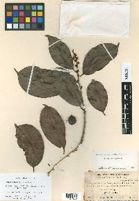 Amanoa guianensis image