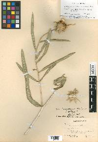 Scabrethia scabra subsp. canescens image