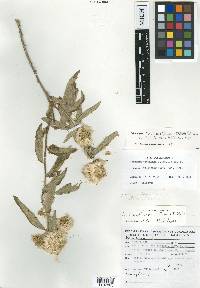 Vernonia villaregalis image