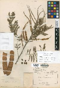 Acacia macilenta image