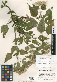 Ageratina dolichobasis image