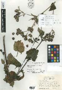 Simsia villasenorii image