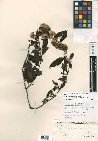 Archibaccharis flexilis image