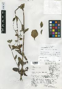 Stevia iltisiana image