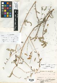 Astragalus hidalgensis image