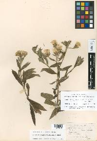 Trixis mexicana var. mexicana image