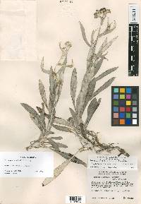 Senecio lasiocaulon image