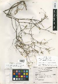 Pectis stenophylla var. gentryi image