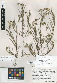 Crotalaria sagittalis image