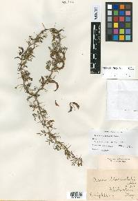 Vachellia biaciculata image
