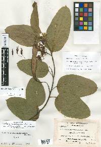 Bauhinia rubeleruziana image