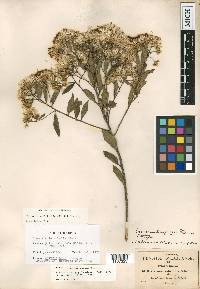 Vernonia salicifolia image
