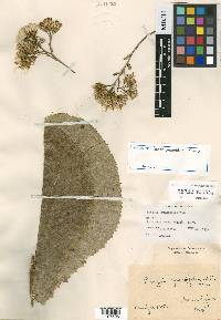 Acourtia grandifolia image