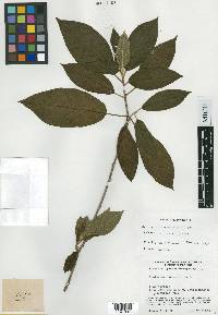 Croton miradorensis image