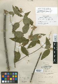 Lasianthaea ceanothifolia var. gradata image