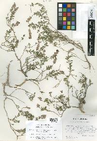 Dalea gypsophila image