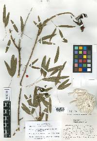 Erythrina elenae image