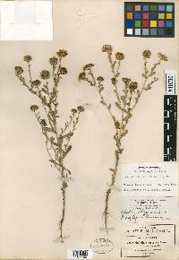 Grindelia oxylepis image