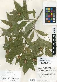Verbesina mickelii image