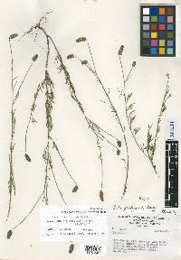 Dalea plantaginoides image