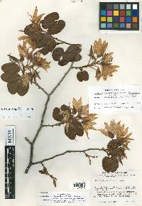 Bauhinia coulteri image