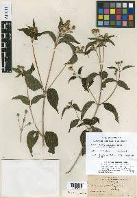 Lasianthaea ceanothifolia var. gracilis image