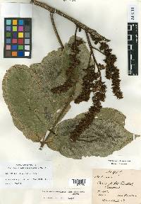Dussia macroprophyllata image